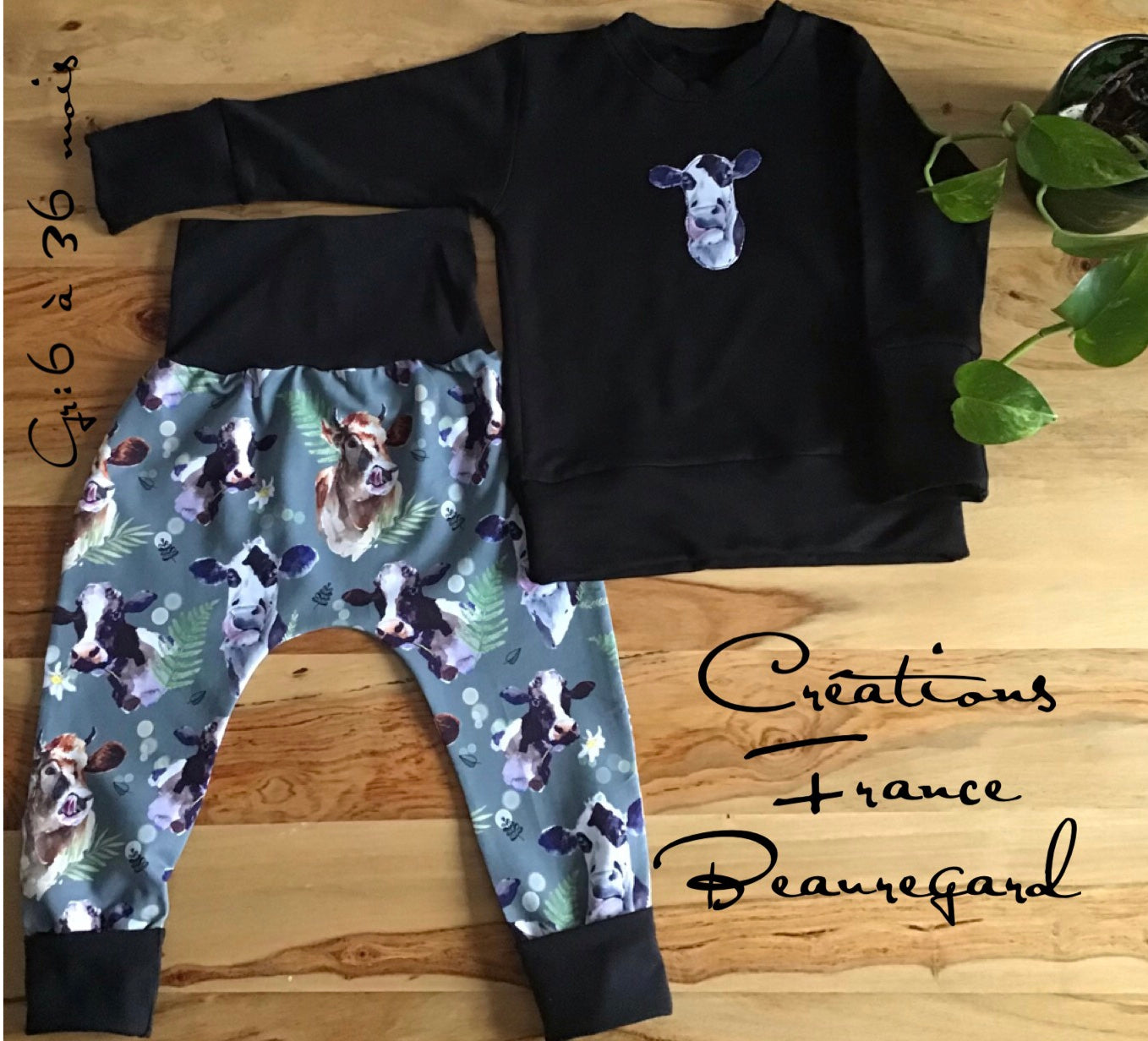 Evolutionary set of cows gr: 6 to 36 months ready to leave